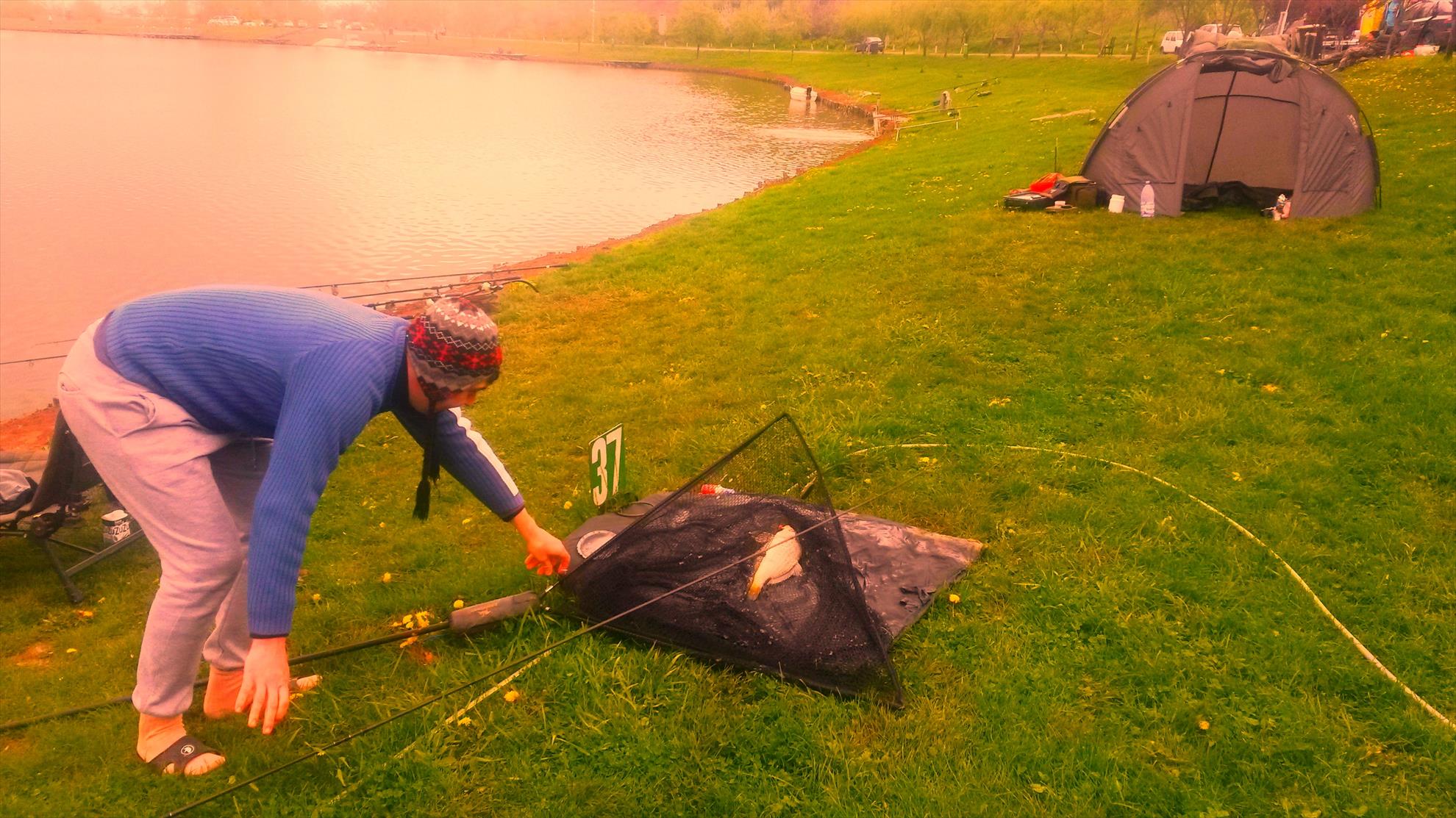 Floarea Popestiului 12 - 13 apr. - 20140413130734.jpg